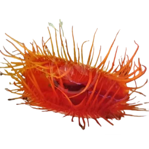 Shell, Bivalves Scallop Flame Electric Lima sp.