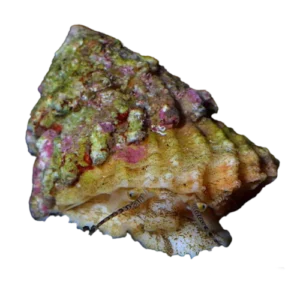 Shell, Snails Conehead Algae Eater Astraea tecta