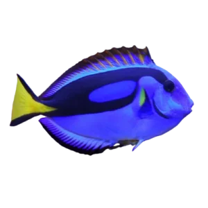 Tangs Blue Hippo, Yellow Belly Juvenile Paracanthurus hepatus