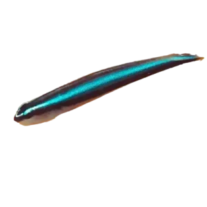 Gobies Broadstripe Neon Cleaner Elacatinus prochilos