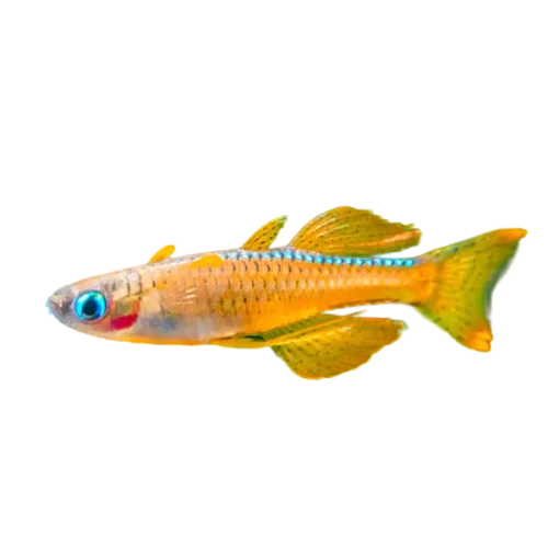 Rainbowfish Paska's Red Neon Pseudomugil paksai