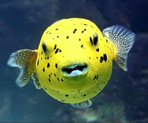 Puffers:Dogface, Blackspotted :: Eastern Asia