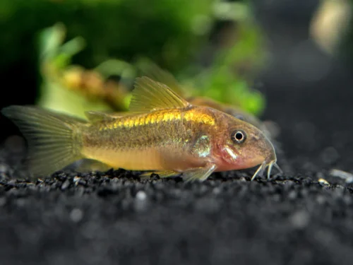 Catfish:Gold Laser Cw010