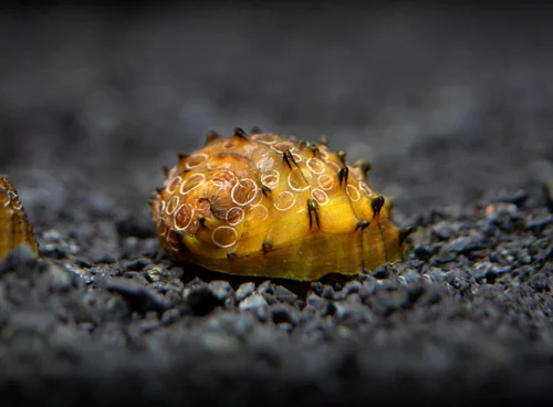 Snails Algae KING Koopa