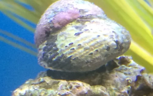 Shell, Snails Margarite
