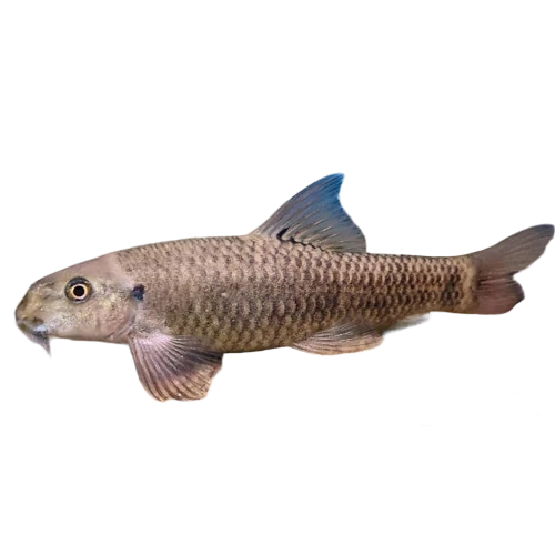 https://aqualife-gt.com/wp-content/uploads/2023/07/Algae-Eaters-Doctor-Fish-Garra-rufa.webp