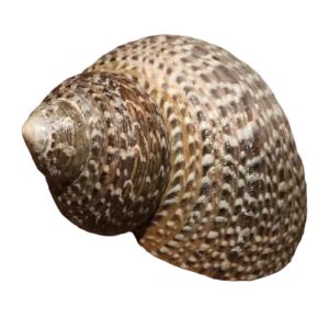 Shell, Snails Turbo Turbo fluctuosus