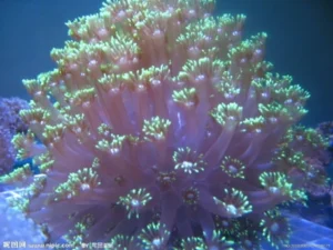 LPS - Large Polyp Scleractinia