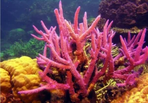 SPS - Small Polyp Scleractinia