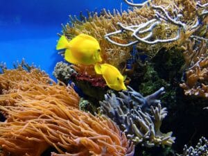 corals, fish, underwater, aquarium, water, ornamental fish, exotic, exotic fish, australia, corals, corals, aquarium, aquarium, aquarium, aquarium, nature, aquarium, australia, australia, australia