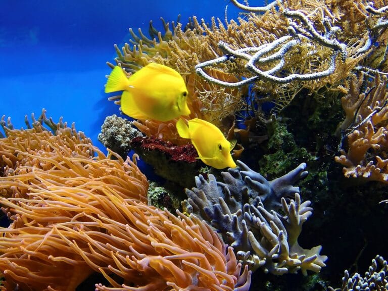 corals, fish, underwater, aquarium, water, ornamental fish, exotic, exotic fish, australia, corals, corals, aquarium, aquarium, aquarium, aquarium, nature, aquarium, australia, australia, australia